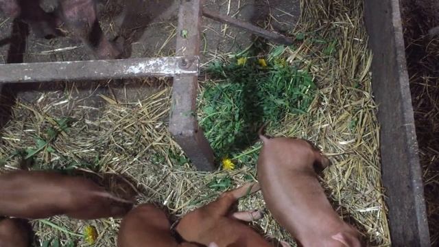 Штаб на дереве/Петух пообещал.../Приемная мать смотреть онлайн