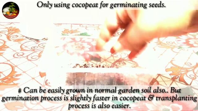 Very Fastest Way To Grow Tulsi Plant/ Holy Basil From Seeds || How To Collect Seeds From Tulsi Plan смотреть онлайн