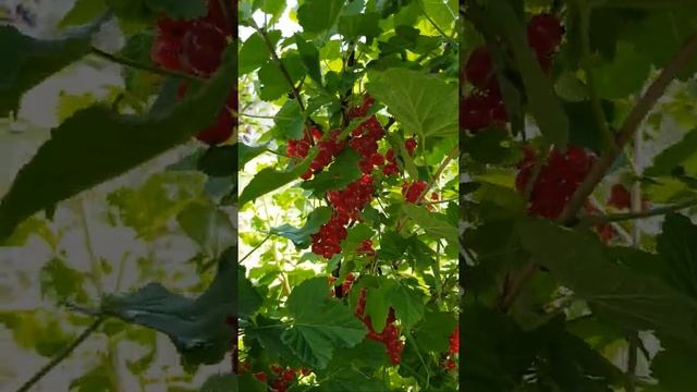 Красная смородина стоит уважения,хотя многие её не жалуют. Сорт "Ровада",уточняю. смотреть онлайн