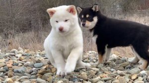Малыши сиба ину