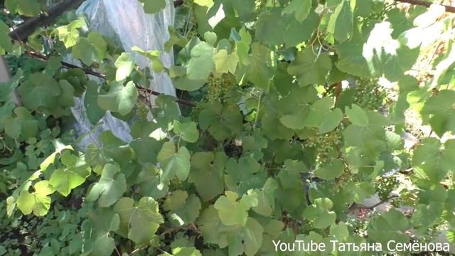 Распускаются мои ЛИЛИИ и другие огородные культуры 30 06 2019 смотреть онлайн