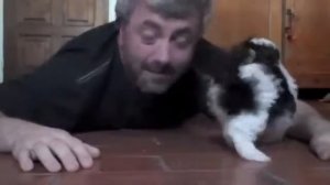 Щенок шит цу и его хозяин