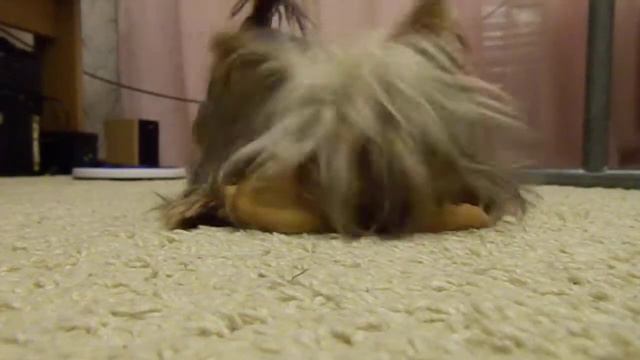 ПРИКОЛ. хана свинккеее смотреть онлайн