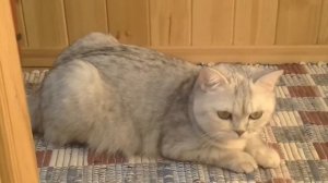 Животные так смешно чихают