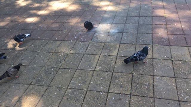 Городские мотивы: "Птичьи гулянья в солнечный день"/Urban motifs: "Birds promenades on a sunny day"