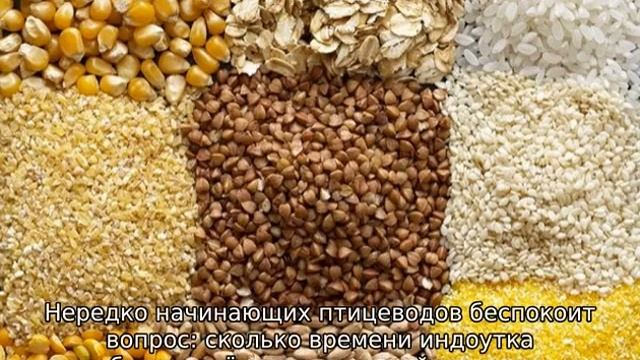 Сколько сидит индоутка на яйцах