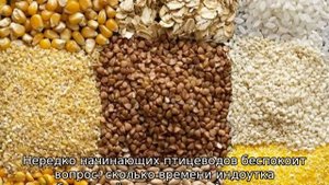 Сколько сидит индоутка на яйцах