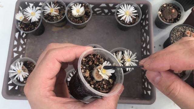Как опылить Литопсы (Lithops) и получить семена. Размножение Литопсов. смотреть онлайн