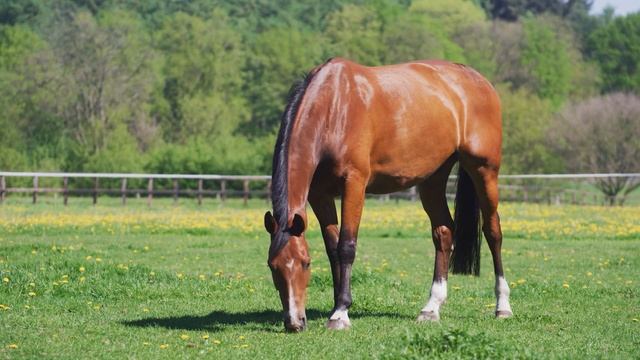 Родители бросили сына изнывать в глухой деревне ради денег. Ему ничего не оставалось как... смотреть онлайн