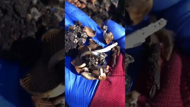 Galerina marginata смотреть онлайн