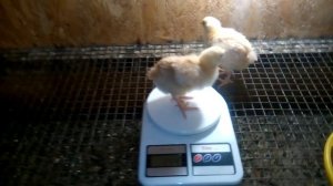 Самая тяжёлая порода кур - красный промышленный корниш. Вес цыплят в 10 дней.