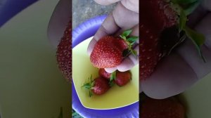 КЛУБНИКА СОРТ "ЦАРИЦА ".