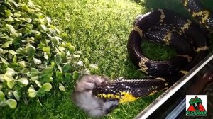 Кормление амурского полоза