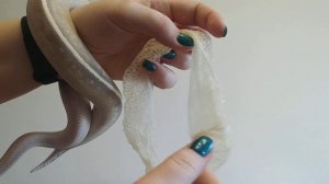 Королевский питон региус