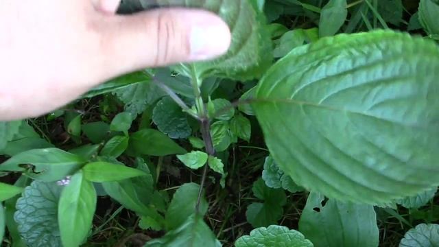 Perilla/Shiso/Beefsteak Plant.