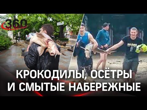 Вековой потоп в Ялте: крокодилы, осётры и смытые набережные