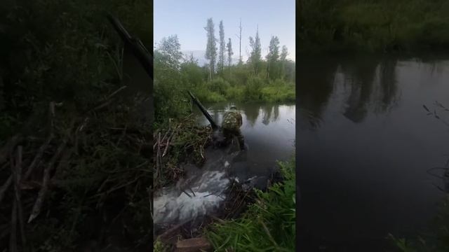 Помогаю дачникам в мелиорации. Уничтожаю спонтанно возникшее болото. Спасаю лес от гибели.