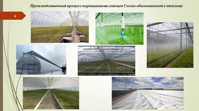 Выращивания сеянцев сосны смотреть онлайн