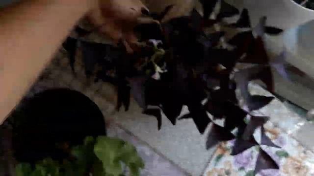 МОИ ЛЮБИМЫЕ КОМНАТНЫЕ ЦВЕТЫ 20 09 22г