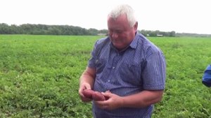 Технология выращивания картофеля на поливе. Подкормки, защита. Опыт КФХ Юзефова