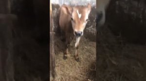 Бычек джерсейской породы