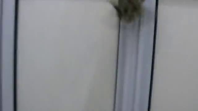 Introducing another sugar glider смотреть онлайн