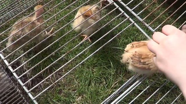 Уход и Содержание цыплят Расклев цыплят Цыплята испанка голошейка