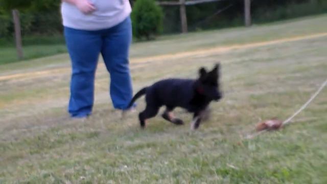 Dru von Hocking Hugel Hirt смотреть онлайн