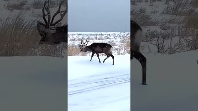 Олень с оторванной головой противника на рогах