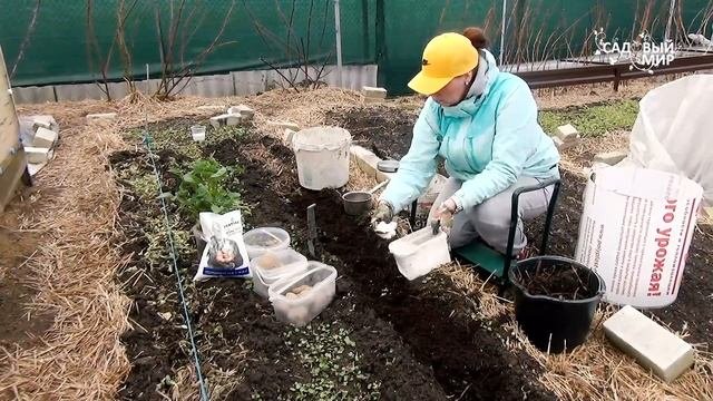 ПОСАДКА РАННЕГО КАРТОФЕЛЯ БЕЗ НАВОЗА! С ТРАВОЙ И КОМПОСТОМ через клубни и рассаду. Для супер урожая