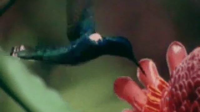 Колибри 1 смотреть онлайн