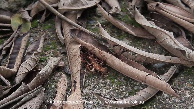 Индонезия - Муравьи кого-то завалили. Александр Птичкин. www.mult-uroki.ru. Indonesia. Jawa, Sumatr смотреть онлайн