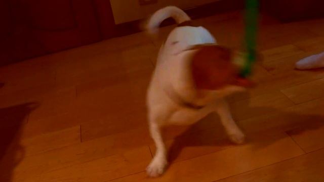 ДЖЕК-РАССЕЛ ТЕРЬЕР смотреть онлайн