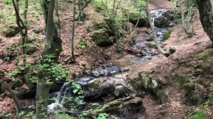 Дендропарк Степанаванский/ Место отдыха и лечения/ Волшебная природа Армении/ Хвойный лес Армении