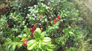 Грибы Ленинградской области 2019 (25 августа, Ломоносовский район)