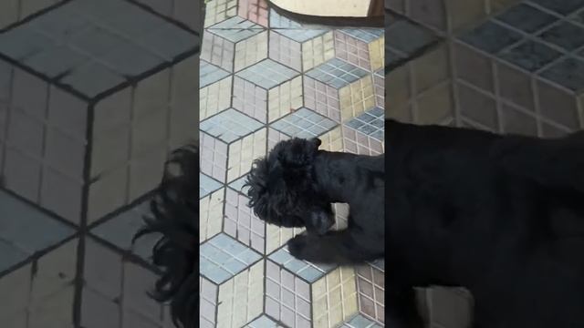 Русский черный терьер: 6 месяцев смотреть онлайн