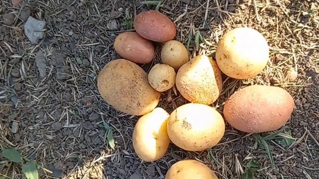 Мир в котором мы живём и нам это нравится! Чеснок, картофель из отростков, лук. смотреть онлайн