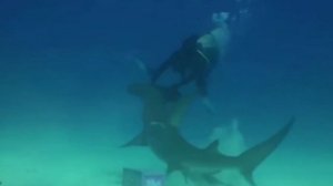 САМЫЕ ИНТЕРЕСНЫЕ ФАКТЫ О АКУЛАХ!!! ?????