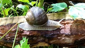 КАК ДВИЖЕТСЯ УЛИТКА