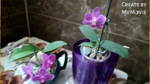 Фаленопсис "Сого Енлин Кофе" (Sogo Yenlin Coffee). Домашнее цветение.