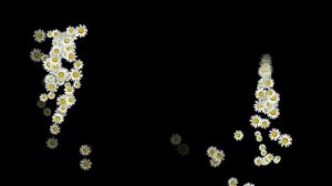 Футаж "Ромашки". Альфа-канал.