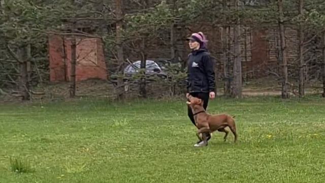 Сдача испытаний BH/VT Минск 21.05.2022 Апбт Гера 57 баллов смотреть онлайн