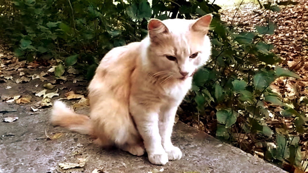 Котики - любимчики, украшающие двор