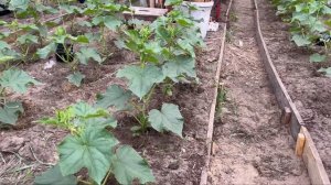 5 причин почему огурец остановился в росте . НЕ ДОПУСКАЙТЕ ЭТОГО.