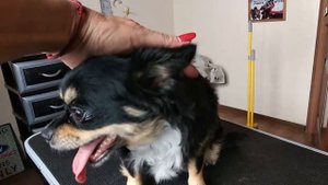 Стрижка чихуахуа. Без хозяев.