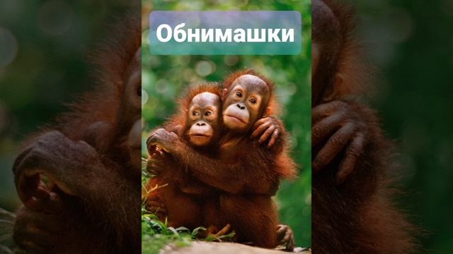 ОБНИМАШКИ