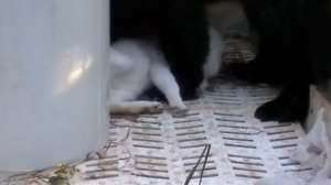 Домашний песец