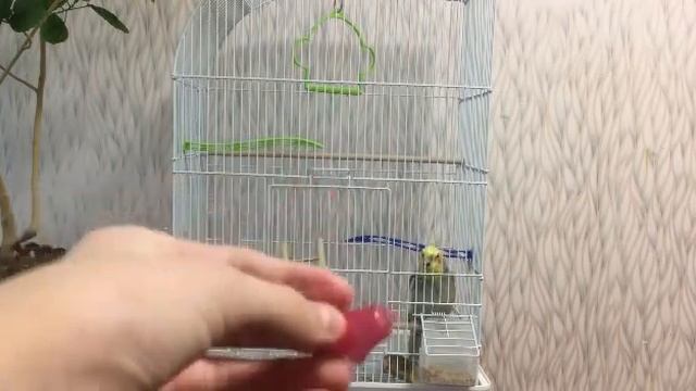 Интересные факты о попугаях Корелла