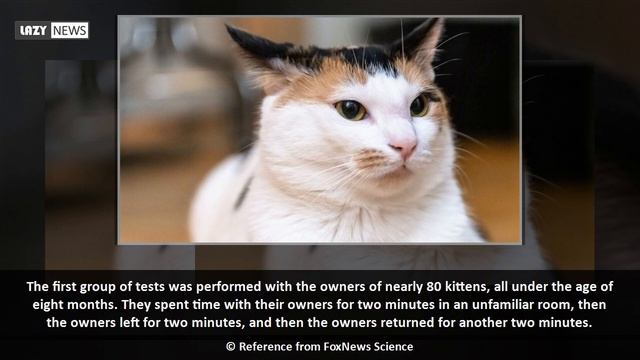 Cats actually do bond with humans, study finds смотреть онлайн