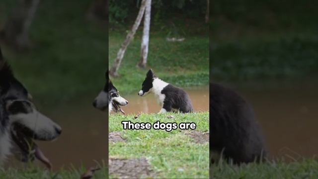 Golden Retriever vs Border Collie  #dogtraining101 #petcare